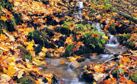 A waterfall and stream framed by trees